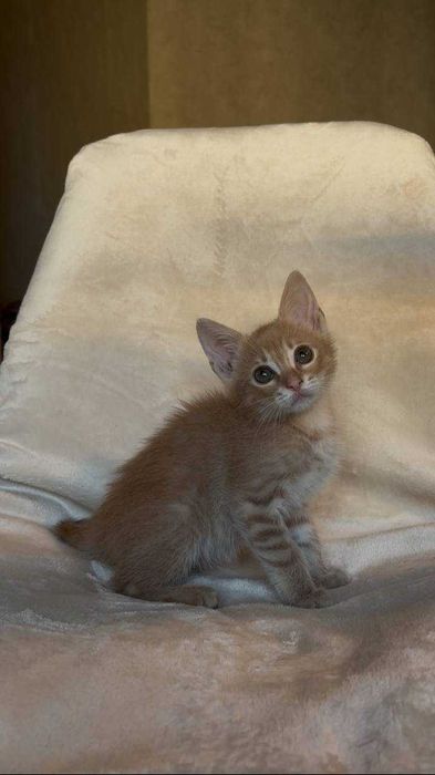 Руде кошеня (хлопчик)