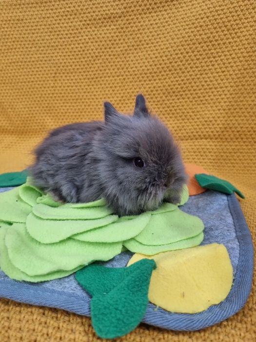 Królik Teddy miniaturka