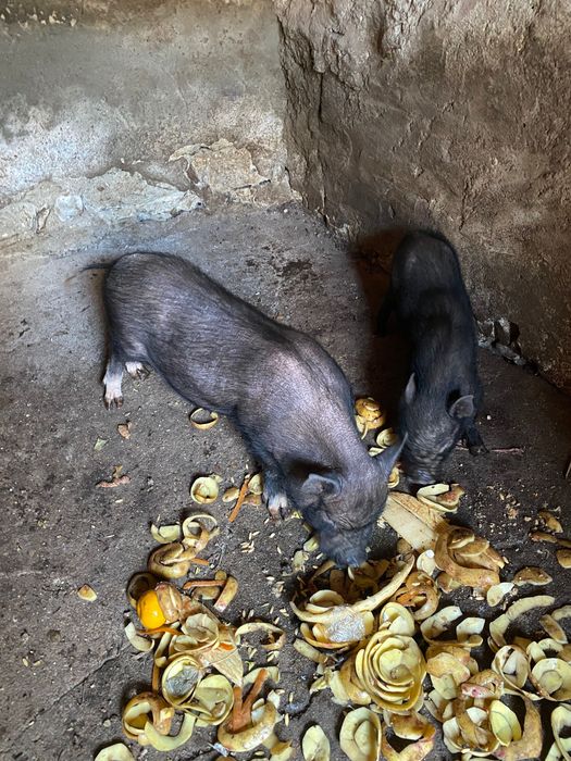 Casal de porcos do Vietname ela já está prenha