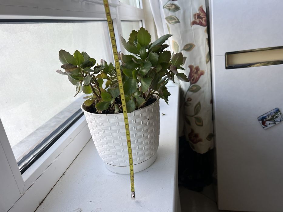 Каланхое Блоссфельда (Kalanchoe blossfeldiana)