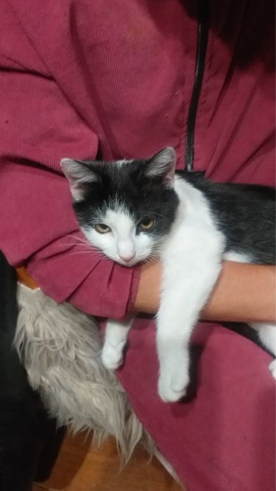 Котик 4 місяці в добрі руки