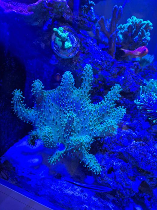 Lobopython green szczepki 5cm