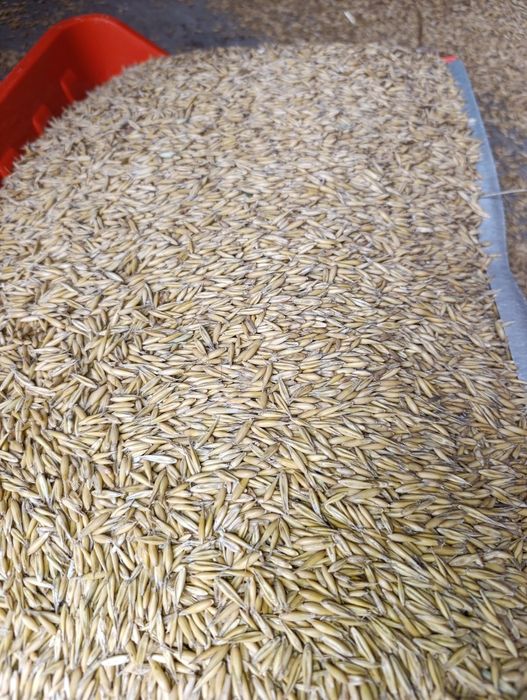 Owies sprzedam możliwośc zworkowania