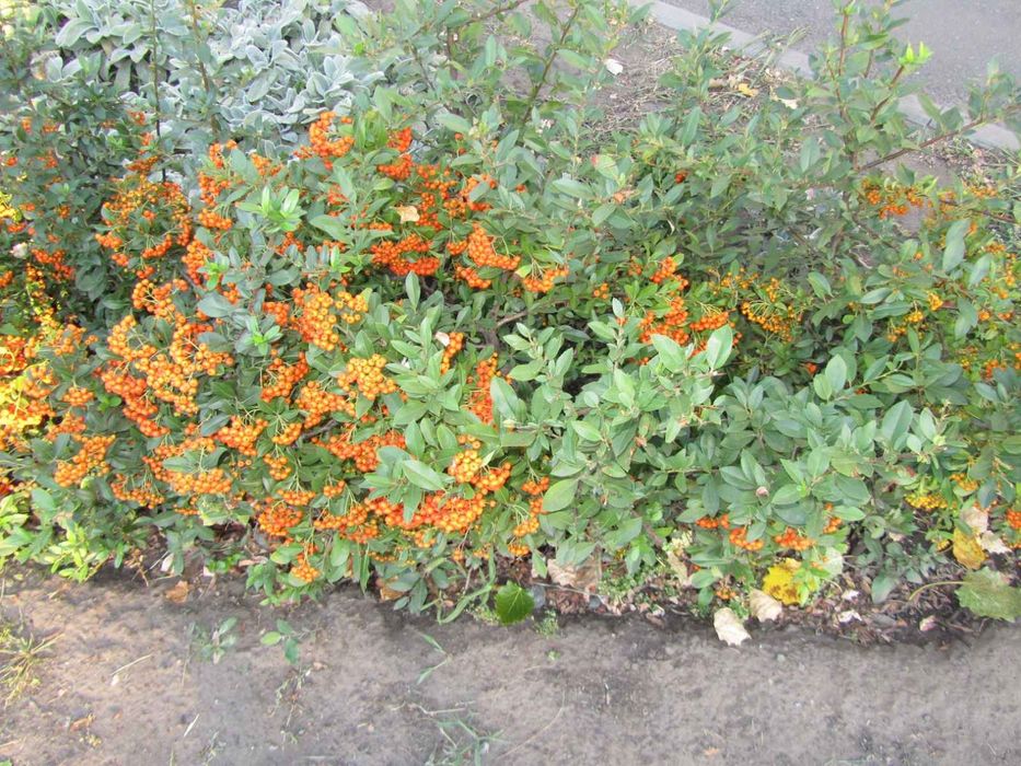 Вінтажний цифровий фотоапарат Canon IXUS 970 IS