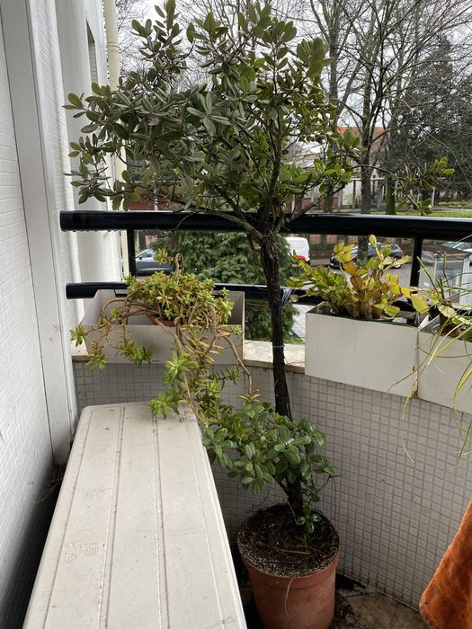 Árvore do fogo 1,50m