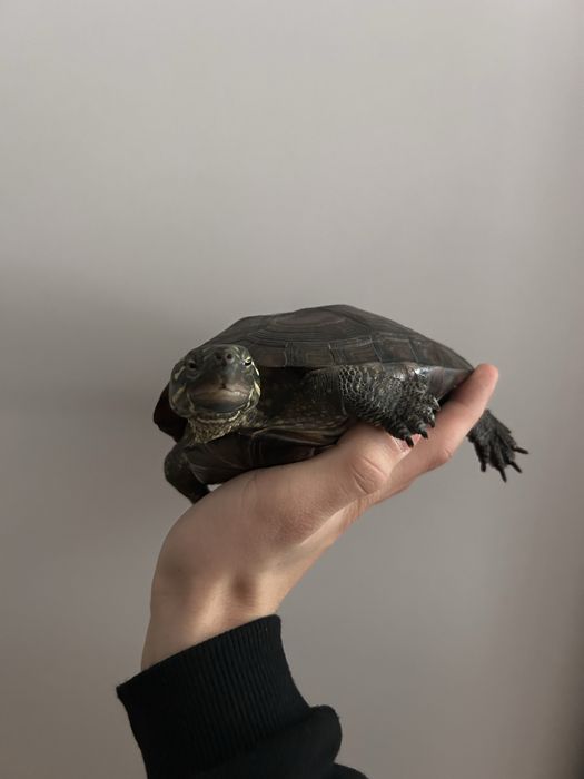 Żółw Chiński  (Mauremys sinensis)