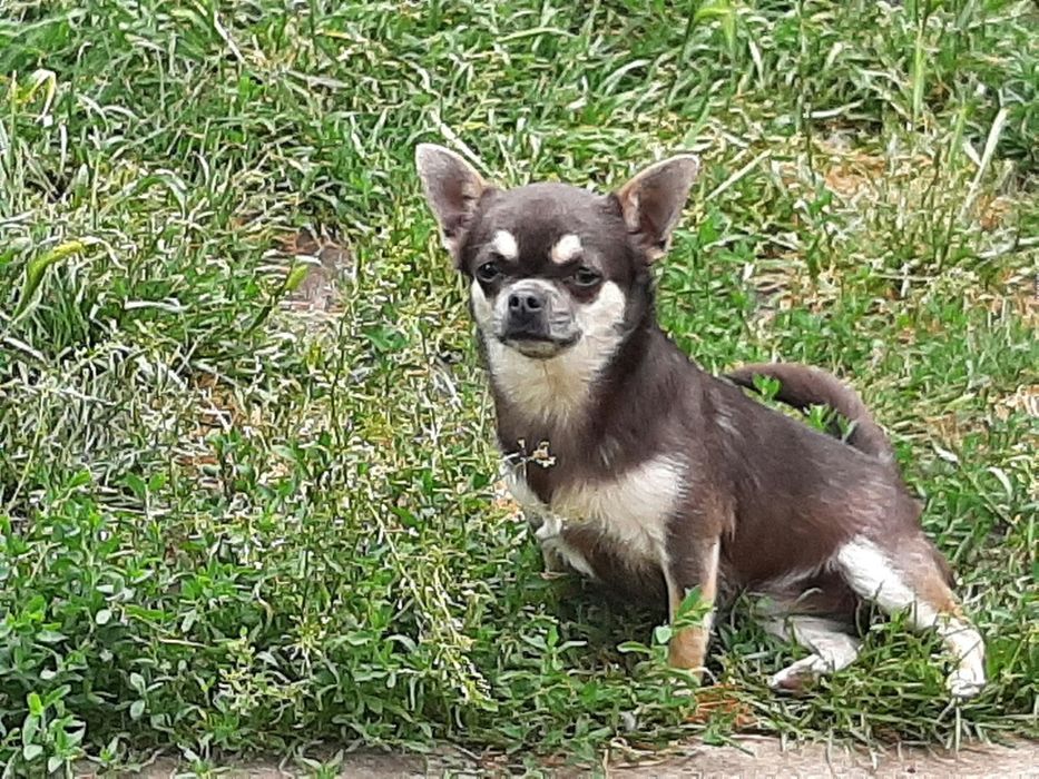 Oddam suczkę chihuahua dorosłą