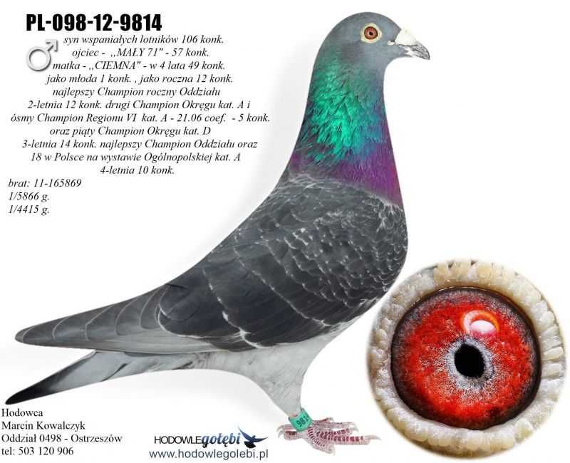 gołębie pocztowe prawnuk 20345 w 4 lata 49 konk.