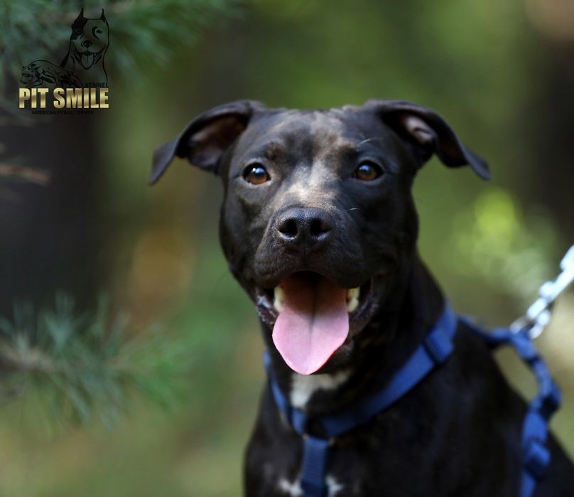 Пітбуль.Пітбультер'єр.Амереканські пітбулі