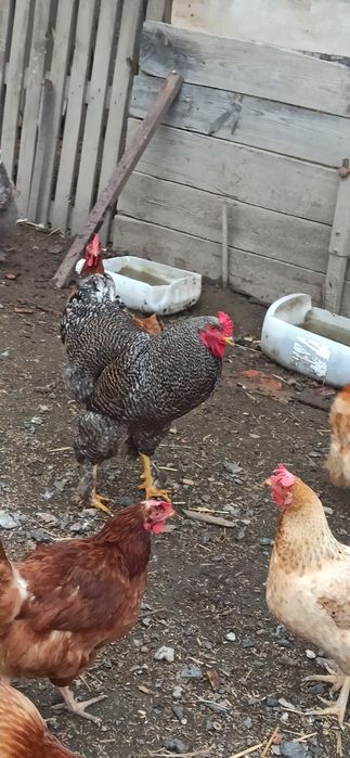 Sprzedam koguty jednoroczne.