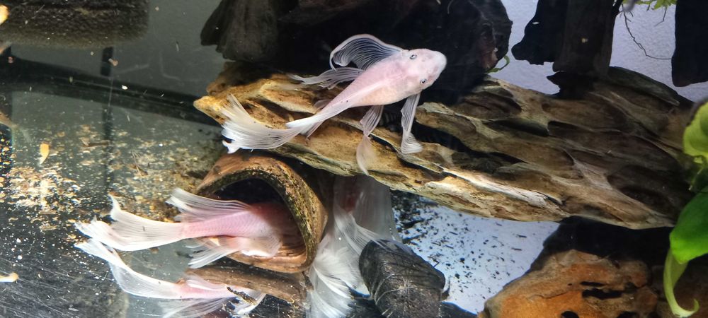 Zbrojnik snow white long fin