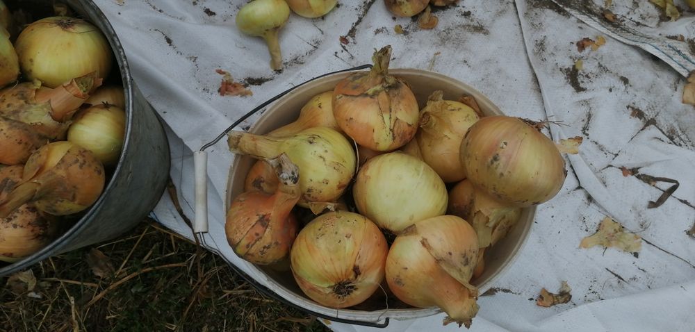 Продам цибулю озиму