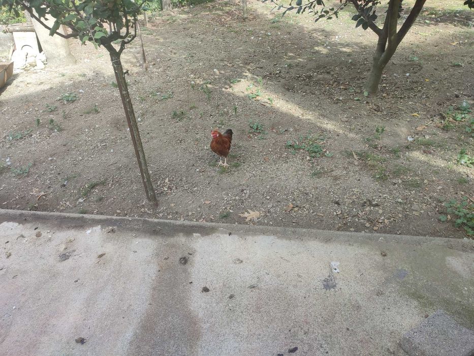 Vendo três garnizos todos diferentes muito bonitos