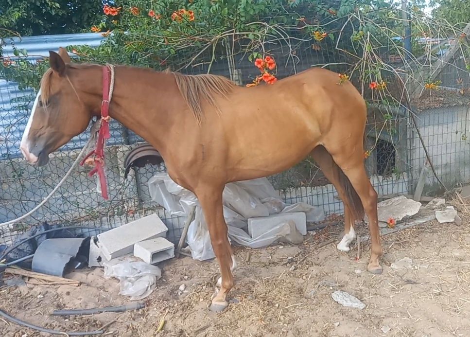 Egua lusitana 5 anos