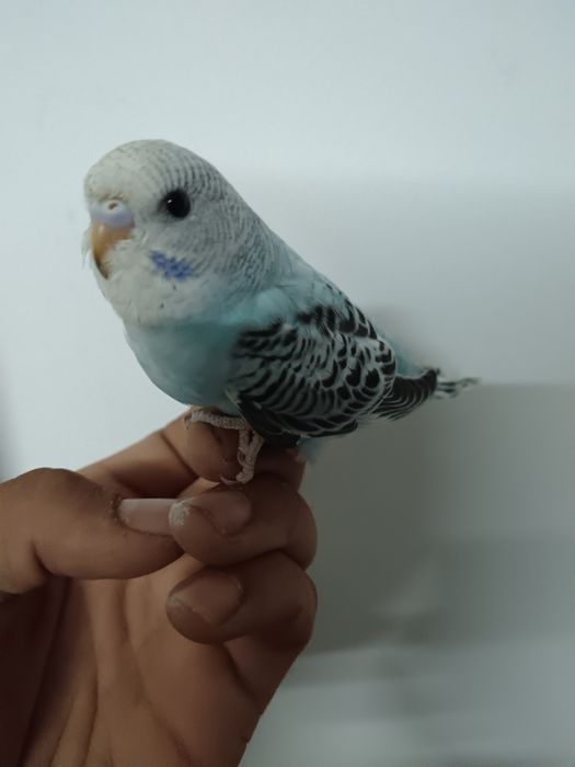 Piriquitos domesticados turquoisine