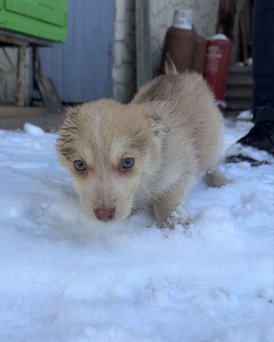 Цуценята шукають дім (від 22.10) - хлопчик