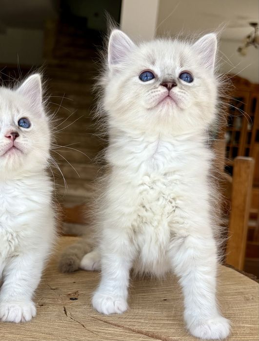 Ragdoll FPL kocurek blue mitted tabby
