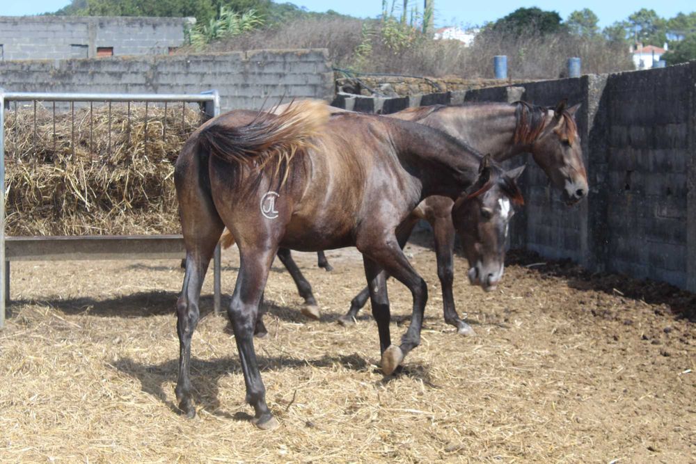 Poldra Lusitana Pura