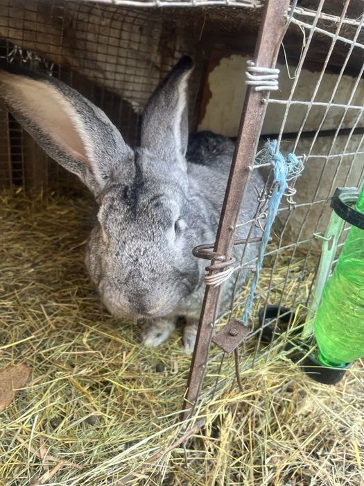 Кролик серый великан