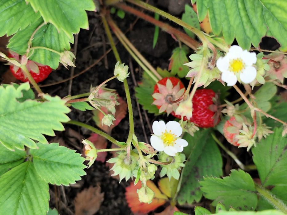 Клубника Хоней саженцы клубники  малина ремонтантная зизифус ежевика
