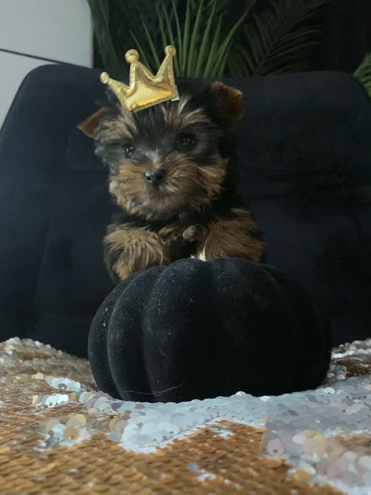 Чистокровна Красуня Міні Дівчинка