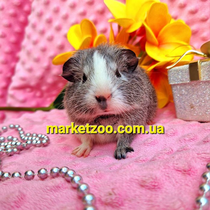 Морская морська свинка морские морськi свинки американская вислоухая