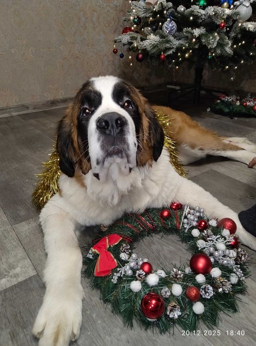 Сенбернар продаж