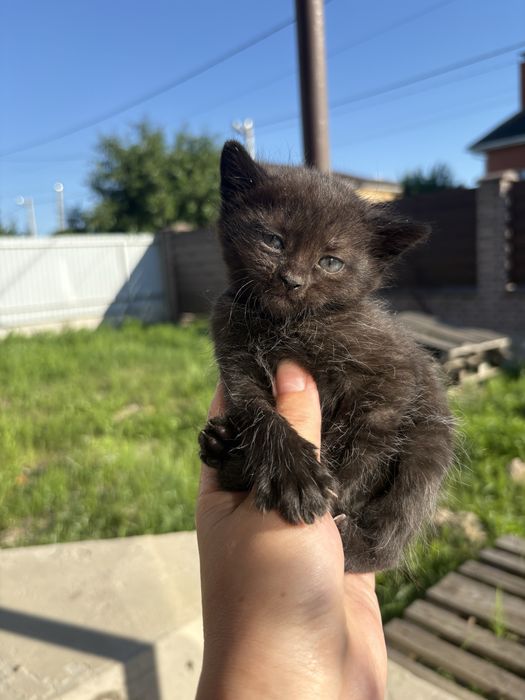 Безкоштовно кошенята