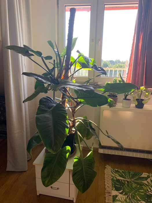 Duży filodendron na paliku, często kwitnie