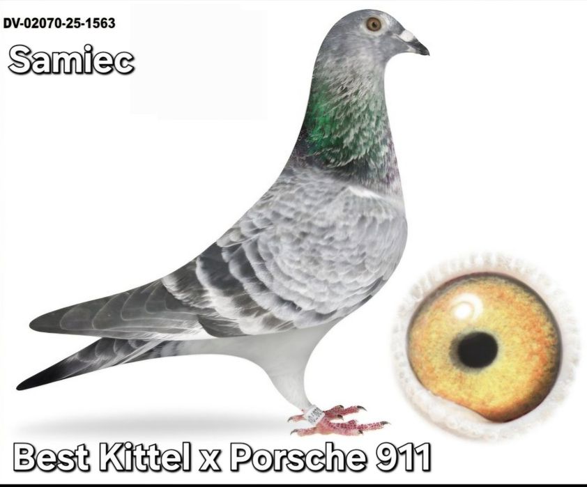 Gołębie młode 2026 możliwość zamówienia super materiał hodowlany ???