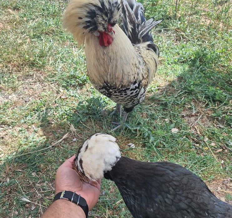 Ovos Galados de Galinha Paduana (polonesa de topete)