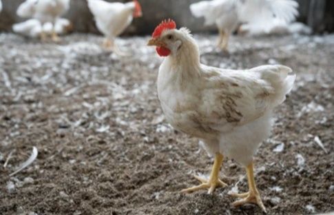 Продаю бройлер живою вагою від 3 кг.