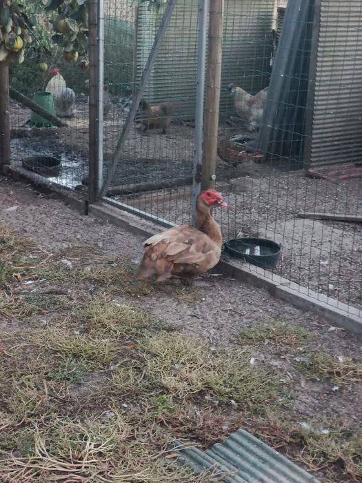 Patos Mudos Adultos
