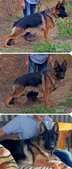 Яркая йодовая немочка из питомника