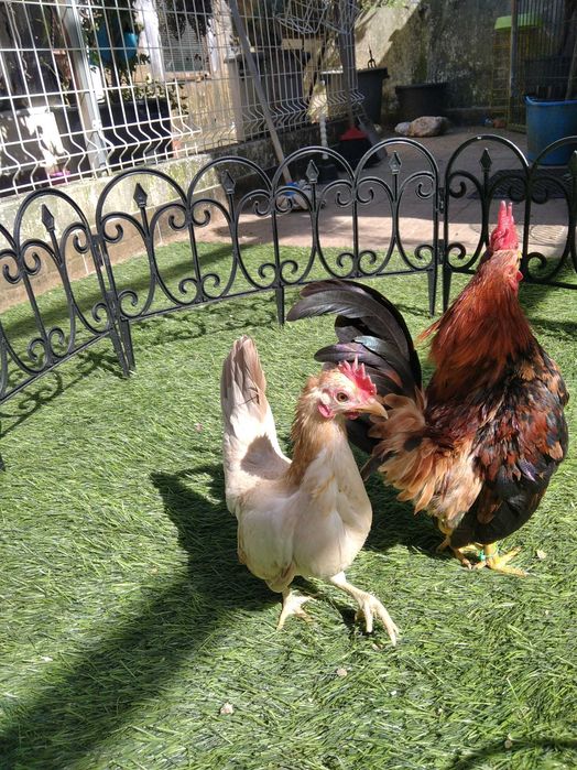 Casal de Seramas