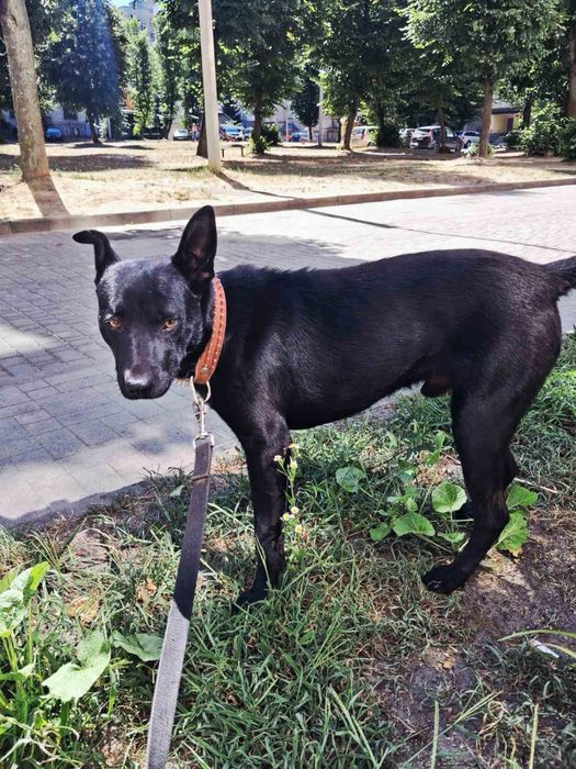 Віддам собачку безкоштовно