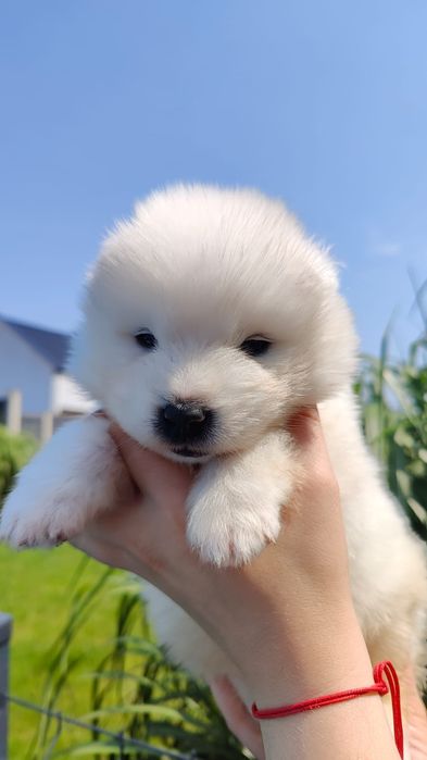 Samoyed  zkwp /FCI - Samiec