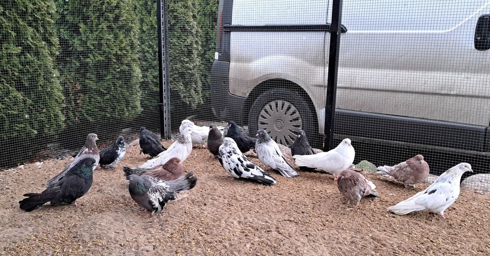 Orliki mikolajewskie nikolajewskie tarczowe