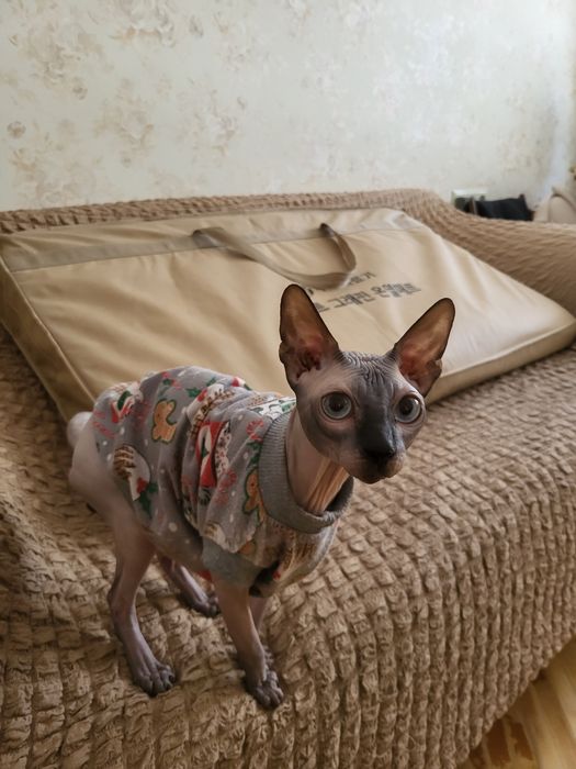 Котик Федір шукає дівчинку для  продовження роду.