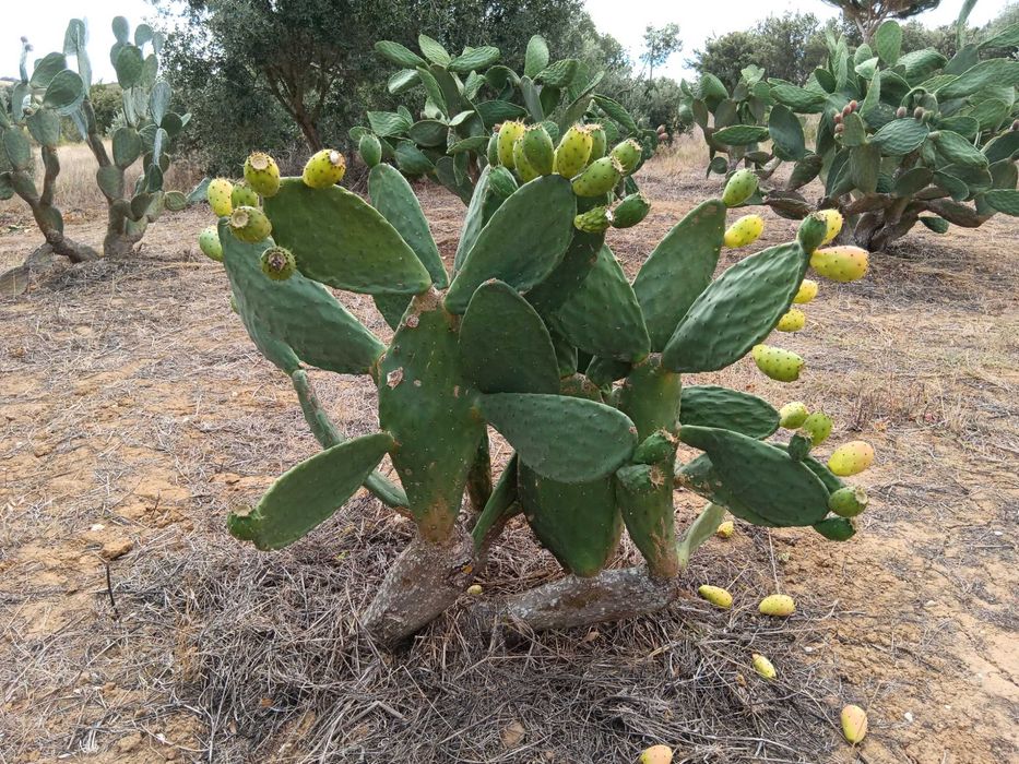 Figo da india laranja, verde e roxo