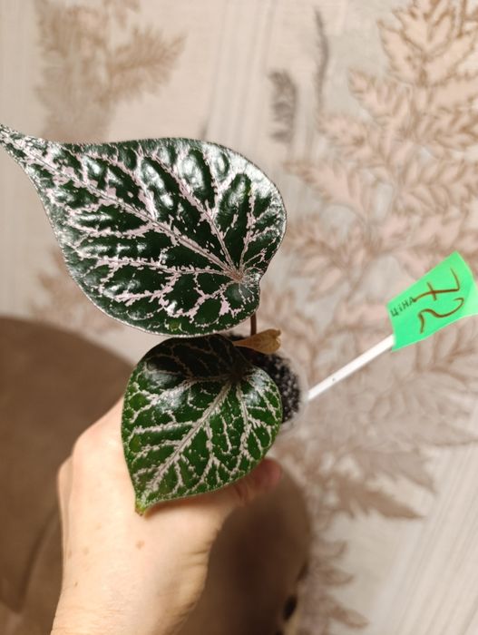 Філодендрон перець Крокатум, єпіпремнум Cintho Goldfinger сциндапсус