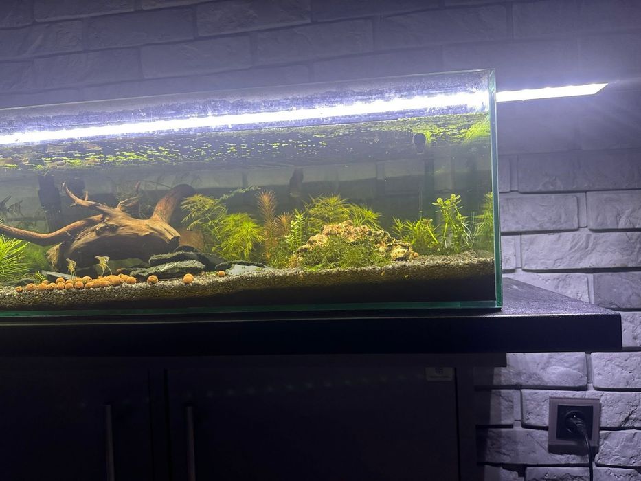 Akwarium 75l z aranżacją