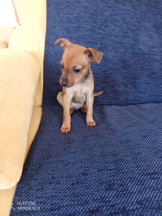 Pinscher cavalinho