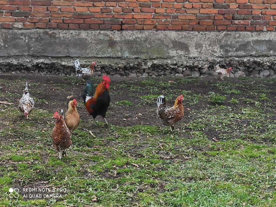 Liliputki karzełki polskie karzełek drób ozdobny kura