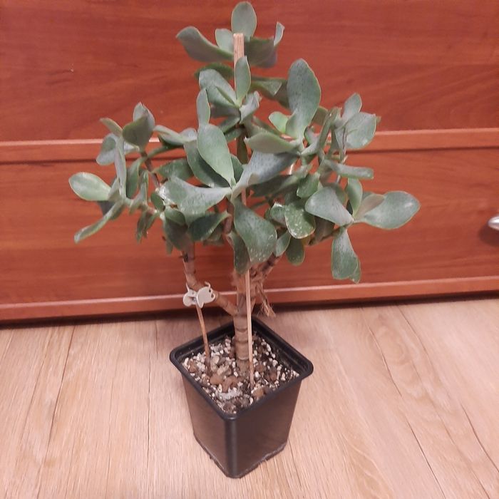 Crassula arborescens Curly Green,  duże drzewko