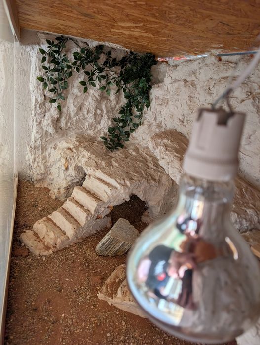 Duże terrarium dla gada
