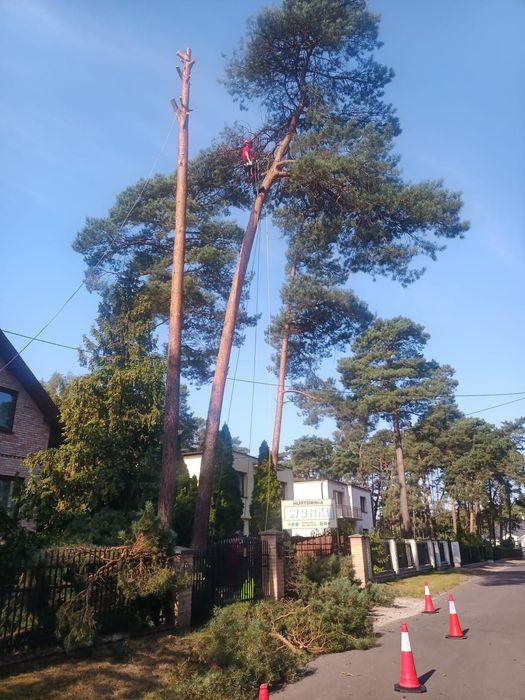 Wycinka i pielęgnacja drzew