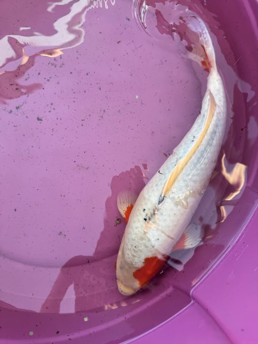 Carpa koi criaçao 2024 asagi