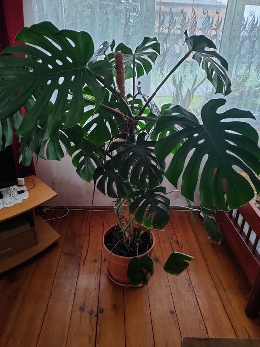 Duża ładna monstera