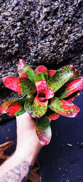 Tanio !! Bromelie, Neoregelie do Terrarium Vivarium Paludarium!
